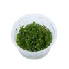 Bacopa caroliniana (Delenie rastlín Tropica - 1­2­GROW! ­ Laboratórne pestované rastliny)