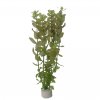 Bacopa caroliniana (Delenie rastlín Tropica - 1­2­GROW! ­ Laboratórne pestované rastliny)