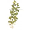 Bacopa caroliniana (Delenie rastlín Tropica - 1­2­GROW! ­ Laboratórne pestované rastliny)