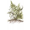 Bolbitis heudelotii (Delenie rastlín Tropica - na dreve - XL)