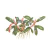 Bucephalandra sp. 'Red'
