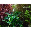 Bucephalandra 'Wavy Green' (Delenie rastlín Tropica - na lávovom kameni - XL)