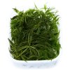 Ceratophyllum demersum 'Foxtail' (Delenie rastlín Tropica - porcia)