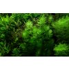 Ceratophyllum demersum 'Foxtail' (Delenie rastlín Tropica - porcia)