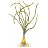 Crinum calamistratum (Delenie rastlín Tropica - Košík)
