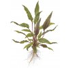 Cryptocoryne beckettii 'Petchii' (Delenie rastlín Tropica - na lávovom kameni - XL)