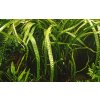 Cryptocoryne crispatula (Delenie rastlín Tropica - 1­2­GROW! ­ Laboratórne pestované rastliny)