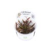 Cryptocoryne undulatus 'Red' (Delenie rastlín Tropica - 1­2­GROW! ­ Laboratórne pestované rastliny)