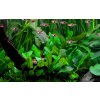 Cryptocoryne wendtii (Delenie rastlín Tropica - Košík)