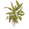 Cryptocoryne wendtii (Delenie rastlín Tropica - Košík)