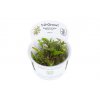 Cryptocoryne wendtii 'Green' in vitro