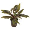 Cryptocoryne wendtii 'Tropica' (Delenie rastlín Tropica - XL košík)