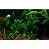 Cryptocoryne x willisii (Delenie rastlín Tropica - Košík)