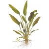 Cryptocoryne x willisii (Delenie rastlín Tropica - Košík)