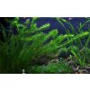 Egeria densa (Delenie rastlín Tropica - Trsy a zvazky rastlín na keramickom krúžku)