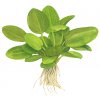 Echinodorus 'Aquartica' (Delenie rastlín Tropica - Košík)