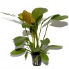 Echinodorus 'Barthii' (Delenie rastlín Tropica - XL košík)