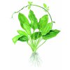 Echinodorus bleheri (Delenie rastlín Tropica - košík v samostatnom balení)