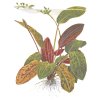 Echinodorus 'Ozelot' (Delenie rastlín Tropica - XL košík)