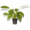 Echinodorus 'Ozelot Green' (Delenie rastlín Tropica - XL košík)
