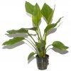 Echinodorus palaefolius (Delenie rastlín Tropica - XL košík)