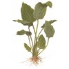 Echinodorus palaefolius (Delenie rastlín Tropica - XL košík)