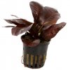 Echinodorus 'Reni' (Delenie rastlín Tropica - košík v samostatnom balení)