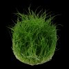 Eleocharis pusilla 'Mini' (Delenie rastlín Tropica - 1­2­GROW! ­ Laboratórne pestované rastliny)
