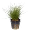 Eleocharis parvula (Delenie rastlín Tropica - Košík)