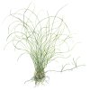 Eleocharis parvula (Delenie rastlín Tropica - Košík)