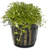 Glossostigma elatinoides (Delenie rastlín Tropica - 1­2­GROW! ­ Laboratórne pestované rastliny)