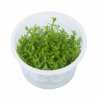 Gratiola viscidula (Delenie rastlín Tropica - 1­2­GROW! ­ Laboratórne pestované rastliny)