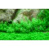 Gratiola viscidula (Delenie rastlín Tropica - 1­2­GROW! ­ Laboratórne pestované rastliny)