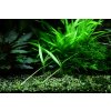 Helanthium 'Quadricostatus' (Delenie rastlín Tropica - 1­2­GROW! ­ Laboratórne pestované rastliny)