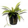 Helanthium 'Quadricostatus' (Delenie rastlín Tropica - 1­2­GROW! ­ Laboratórne pestované rastliny)