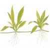 Helanthium 'Quadricostatus' (Delenie rastlín Tropica - 1­2­GROW! ­ Laboratórne pestované rastliny)