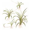 Helanthium tenellum 'Green' (Delenie rastlín Tropica - 1­2­GROW! ­ Laboratórne pestované rastliny)