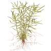 Heteranthera zosterifolia (Delenie rastlín Tropica - 1­2­GROW! ­ Laboratórne pestované rastliny)