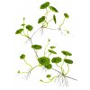 Hydrocotyle verticillata (Delenie rastlín Tropica - Košík)
