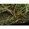 Hygrophila 'Araguaia' (Delenie rastlín Tropica - 1­2­GROW! ­ Laboratórne pestované rastliny)