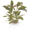 Hygrophila corymbosa (Delenie rastlín Tropica - Trsy a zvazky rastlín na keramickom krúžku)