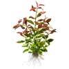 Hygrophila polysperma 'Rosanervig' (Delenie rastlín Tropica - Košík)