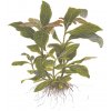 Hygrophila 'Siamensis' (Delenie rastlín Tropica - XL košík)