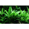 Hygrophila 'Siamensis 53B' (Delenie rastlín Tropica - 1­2­GROW! ­ Laboratórne pestované rastliny)