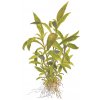 Hygrophila 'Siamensis 53B' (Delenie rastlín Tropica - 1­2­GROW! ­ Laboratórne pestované rastliny)