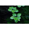 Limnobium laevigatum (Delenie rastlín Tropica - 1­2­GROW! ­ Laboratórne pestované rastliny)