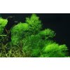 Limnophila aquatica (Delenie rastlín Tropica - Košík)