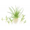 Littorella uniflora (Delenie rastlín Tropica - 1­2­GROW! ­ Laboratórne pestované rastliny)