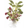 Lobelia cardinalis (Delenie rastlín Tropica - mini košík v samostatnom balení)