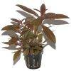 Ludwigia glandulosa (Delenie rastlín Tropica - Košík)